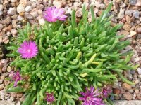 Delosperma deleeuwiae Lesotho, 3200 m (dw)