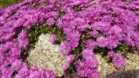 Delosperma deleeuwiae Lesotho, 3200 m (dw)