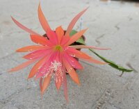 Epiphyllum-Hybr. Losone
