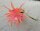 Epiphyllum-Hybr. Losone