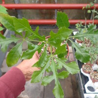 Cussonia spicata Sudan bis südliches Afrika