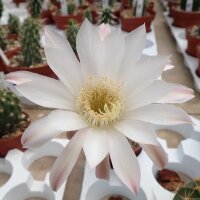 Echinopsis leucantha f. catamarcaCatamarca, Argentinien