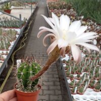 Echinopsis leucantha f. catamarcaCatamarca, Argentinien