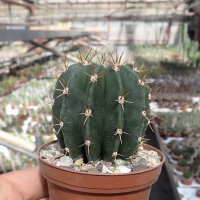 Echinopsis minuana P 255