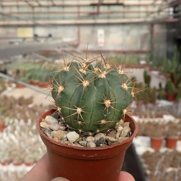 Echinopsis obrepanda v. frankii