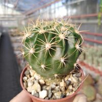 Echinopsis obrepanda v. frankii