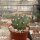 Echinopsis obrepanda v. frankii