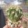 Echinopsis obrepanda v. frankii