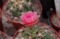 Gymnocalycium denudatum cv. rote Blüte