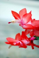 Schlumbergera-Hybr. Amazonas Brazil