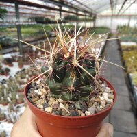 Thelocactus bicolor v. schottii CR 267
