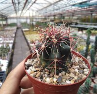 Thelocactus bicolor v. schottii CR 267