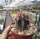 Thelocactus bicolor v. schottii CR 267