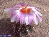 Thelocactus bicolor v. commodus