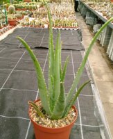 Aloe vera syn. barbadensis HEILALOE