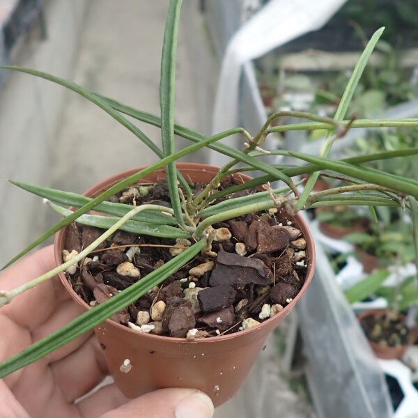 Hoya acicularis