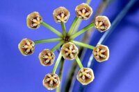 Hoya acicularis