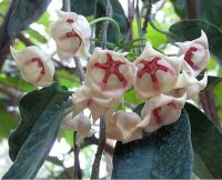 Hoya archboldiana cv. Big White Flower