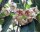 Hoya archboldiana cv. Big White Flower