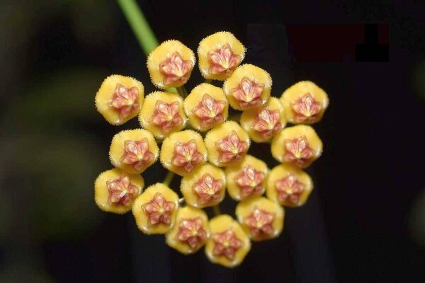 Hoya bicknellii