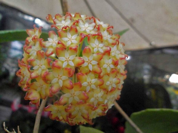 Hoya bicolor