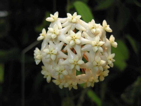 Hoya cagayanensis