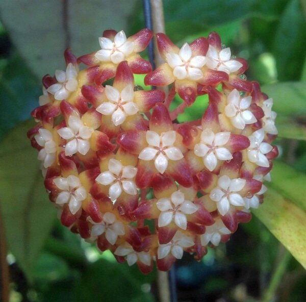 Hoya callistophylla cv. Long Leaf