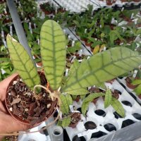 Hoya callistophylla cv. Long Leaf