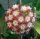 Hoya callistophylla cv. Long Leaf