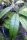 Hoya callistophylla cv. Long Leaf