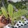 Hoya callistophylla cv. Long Leaf