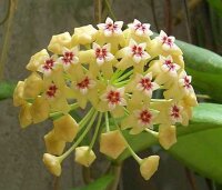 Hoya dolichosparte  cv. Yellow Flower