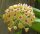 Hoya dolichosparte  cv. Yellow Flower