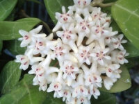 Hoya elliptica