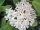 Hoya elliptica