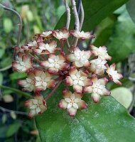 Hoya finlaysonii cv. Trang