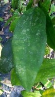 Hoya finlaysonii cv. Trang