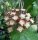 Hoya finlaysonii cv. Trang