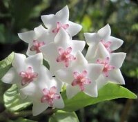 Hoya bella cv. Variegata