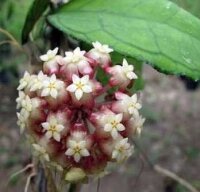 Hoya finlaysonii cv. Esta