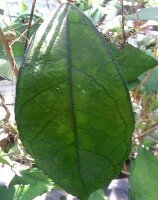 Hoya finlaysonii cv. Esta