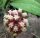 Hoya finlaysonii cv. Esta