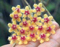Hoya flagallata cv. Yellow Flower