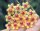 Hoya flagallata cv. Yellow Flower