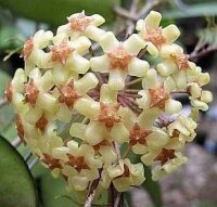 Hoya fusco marginata