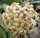 Hoya fusco marginata