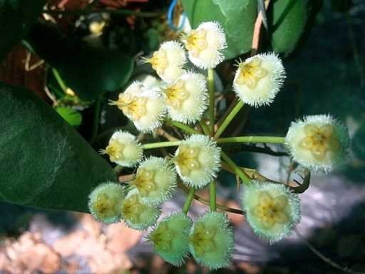 Hoya imbricata cv. Green Leaves
