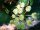 Hoya imbricata cv. Green Leaves