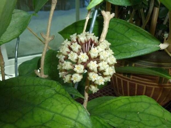 Hoya cv. Jennifer