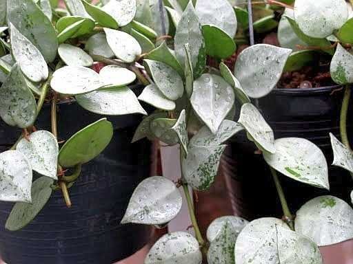 Hoya lacunosa cv. Silver Splash Leaves